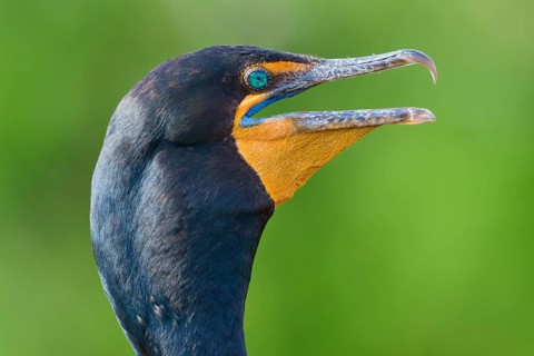 Double-crested cormorant (Phalacrocorax auritus), portrait, in spring, Wakodahatchee Wetlands,