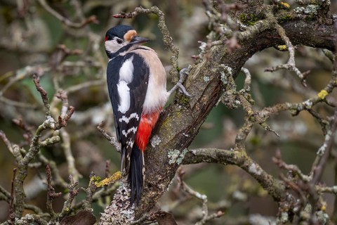 Attentive great spotted woodpecker (Dendrocopos major) on an old pear tree with moss-covered