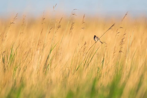 Reed bunting (Emberiza schoeniclus), male sitting on a reed, animal portrait, Bagges Dæmning,