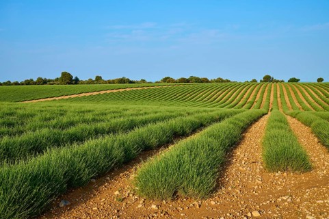Extensive lavender field (Lavandula), blue sky and trees in the background, summer, Valensole,