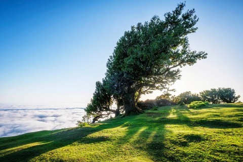 Centuries-old til trees in fantastic magical idyllic Fanal Laurisilva forest on sunrise. Madeira