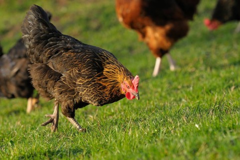 Black and brown hen looking for food on green grass, domestic fowl (Gallus gallus domesticus),