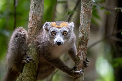 Crowned lemur (Eulemur coronatus), Le Palmarium reserve, Ambinaninony, Atsinanana, Madagascar,