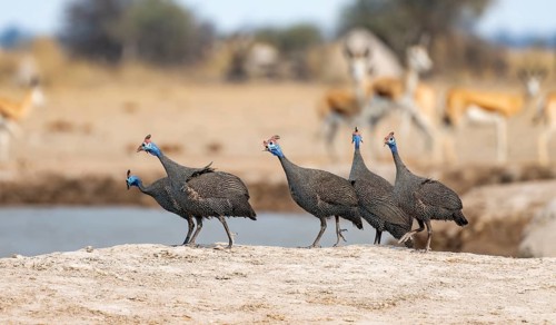 Helmeted guinea fowl (Numida meleagris), group at the waterhole, Nxai Pan National Park, Botswana,