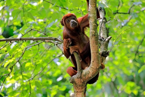 Brown howler (Alouatta guariba), adult, on tree, alert, South America
