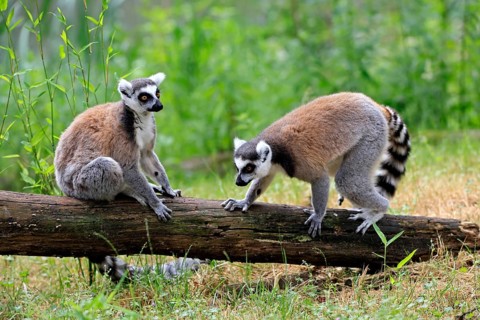 Catta (Lemur catta) adult, two cattas, sitting on a tree trunk, Magaskar