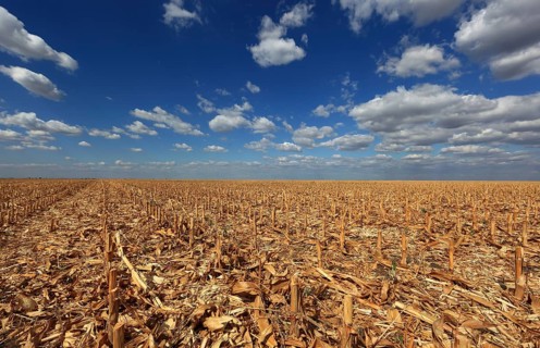 Romania, in the south of the country, maize field after harvest, harvested, stubble field, Europe