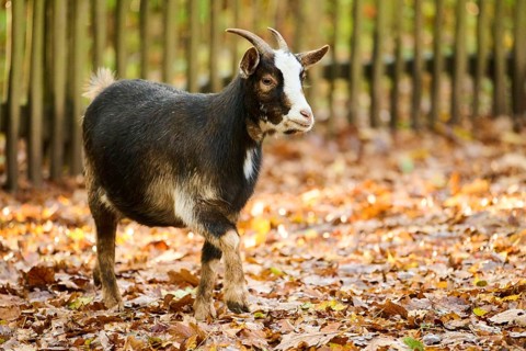 Domestic goat (Capra hircus) walking on the ground, Bavaria, Germany, Europe