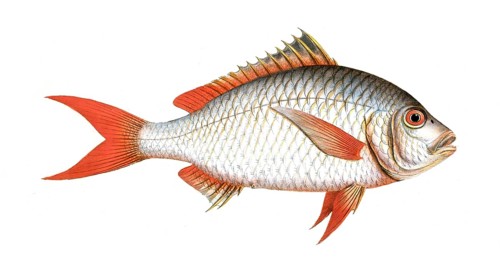 Fish, Fish, Seabream family, Sparus erythrourus, Red seabream, Redtail, Dorade rose, Common