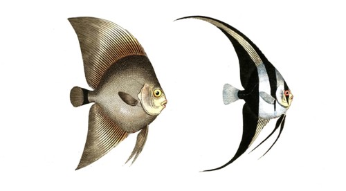 Fish, Fish, left: Genus butterflyfish, Chaetodon Verspertilio, broadfin. right: Genus
