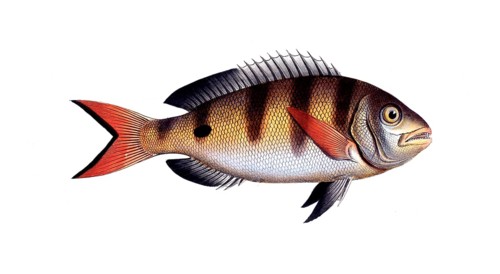 Fish, Fish, Sea bream family, Sparus annularis, Historical, digitally restored reproduction from a