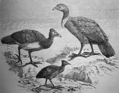 Large-footed chickens, Sharp-tailed grouse, Megacephalon maleo, Megapodius fraicineti, Talegalla