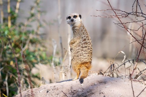 Meerkat (Suricata suricatta) standing sweet and curious in the desert, captive, occurrence Africa
