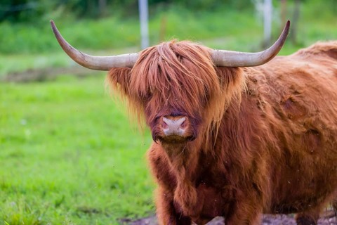 Portrait of a Highland cow (Bos primigenius taurus)