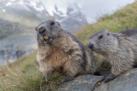 One adult Alpine Marmot, Marmota marmota, and one young marmot standing side by side. Mountains in