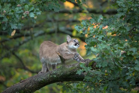 One young cougar, Puma concolor, standing and stretching himself on a big branch high up in an oak