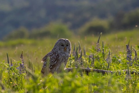 One Ural owl (Strix uralensis) sitting on a branch lying in a field of flowering lupines in late
