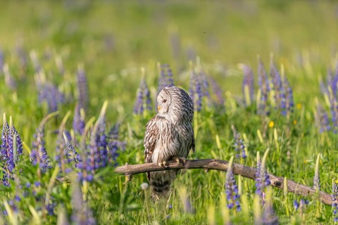 One Ural owl (Strix uralensis) sitting on a branch lying in a field of flowering lupines in late