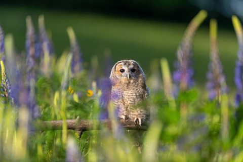 One young Ural owl (Strix uralensis) sitting on a branch lying in a field of flowering lupines in