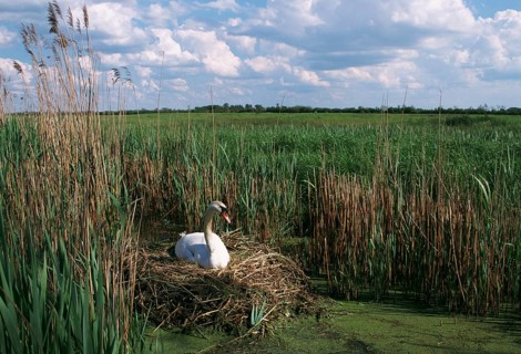 Swan nesting in a swamp, France, Europe
