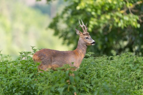 One male Roe Deer, Roe buck (Capreolus capreolus), standing in a thicket of stinging nettle. Some