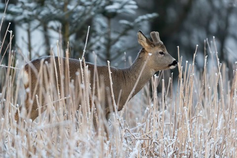 Roe deer standing in hoar frosted dead stinging nettle at minus 15 °C at sunrise. Licking off the