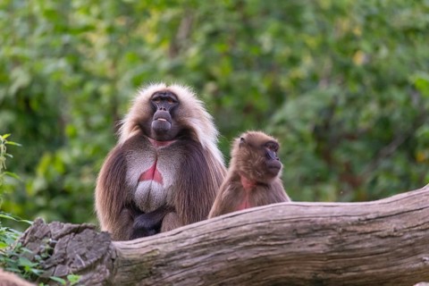 One adult male and one adult female Gelada (Theropithecus gelada), or bleeding-heart monkey,