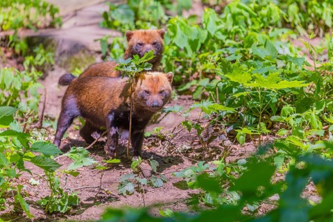Two Bush dogs (Speothos venaticus) walking thru lush green vegetation on hilly ground in a forest.