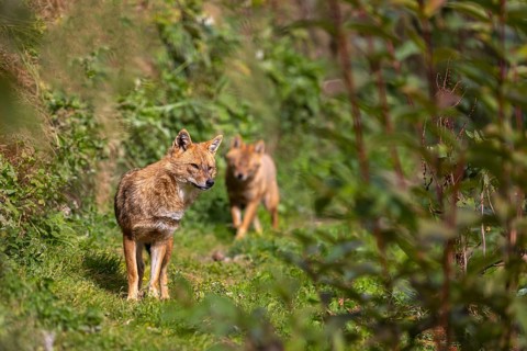 Two golden jackal (Canis aureus) walking through dense green vegetation