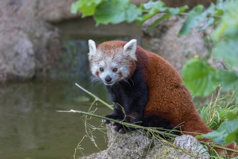 One red panda, Ailurus fulgens, sitting riverside on a rock, framed by green leafs. Some bamboo
