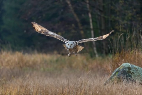 One Siberian Eagle Owl (Bubo bubo sibiricus) flying over tall reed grass lakeshore on an autumnal