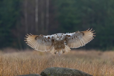 One Siberian Eagle Owl (Bubo bubo sibiricus) landing on a rock between tall reed grass lakeshore on