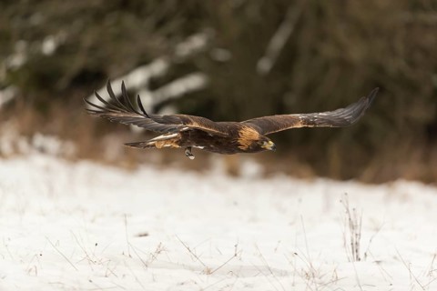 One golden eagle (Aquila chrysaetos) flying over a snowy meadow. A forest in the background.