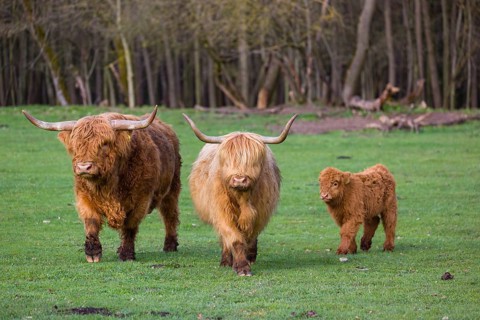 A family of Highlands (Bos (primigenius), a bull, a cow and a calf stand on a pasture at a forest