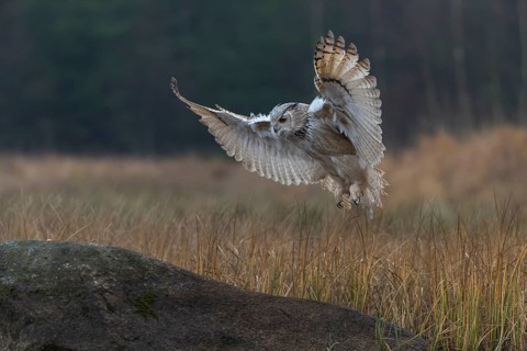 One Siberian Eagle Owl (Bubo bubo sibiricus) landing on a rock between tall reed grass lakeshore on