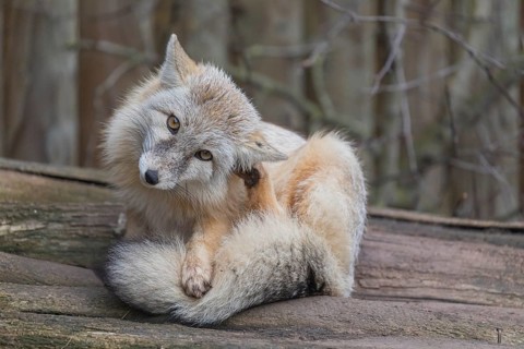 One corsac fox (Vulpes corsac) grooming himself, lying on a log