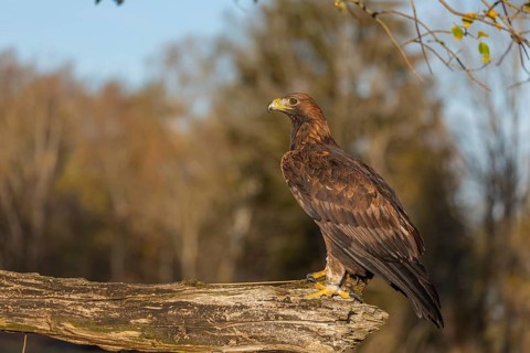 One golden eagle (Aquila chrysaetos) sitting on a broken and rotting log with fall foliage in the