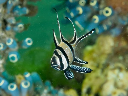 A stylish fish with long fins, Banggai cardinalfish (Pterapogon kauderni), swimming in the
