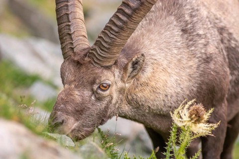 Ibex (Capra ibex) in the rocky mountains of the Italian Alps in the Gran Paradiso National Park.