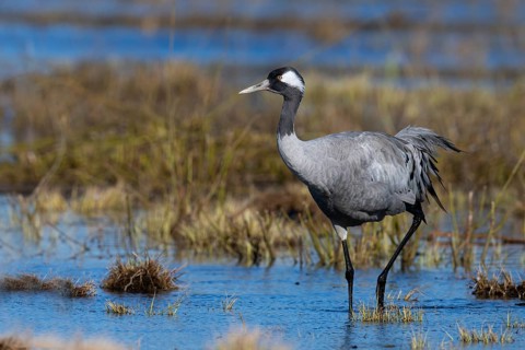 Common crane (Grus grus), Hornborga, Sweden, Europe