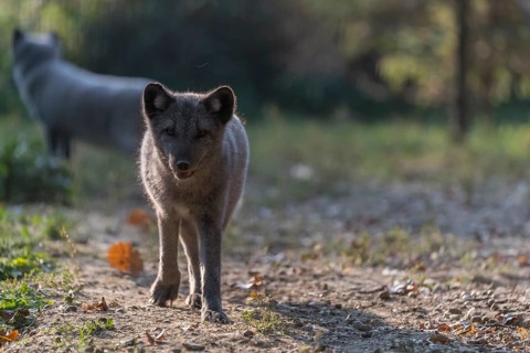 One young arctic fox (Vulpes lagopus), (white fox, polar fox, or snow fox) running towards the