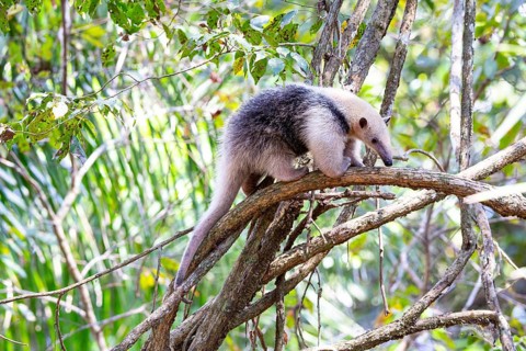 Southern tamandua (Tamandua tetradactyla) Pantanal Brazil