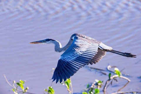 Cocoi Heron (Ardea cocoi) Pantanal Brazil