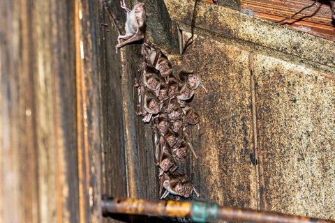 Common vampire bat (Desmodus rotundus) Pantanal Brazil