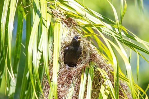 Yellow-rumped cacique (Cacicus cela) Pantanal Brazil