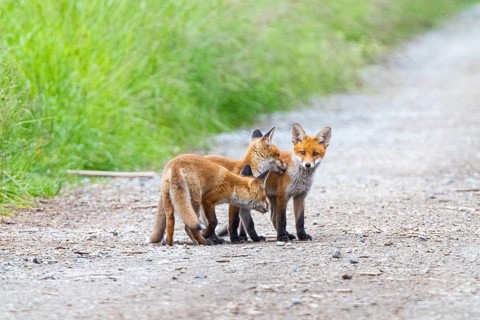 Fox (Vulpes vulpes) puppies Germany