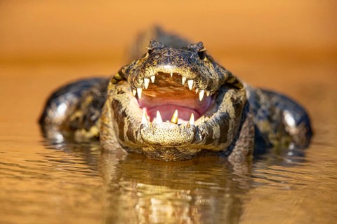Spectacled caiman (Caiman crocodilius) Panatanal Brazil