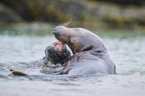 Grey seal (Halichoerus grypus) playing with each other in the water, sea, Düne, Helgoland,