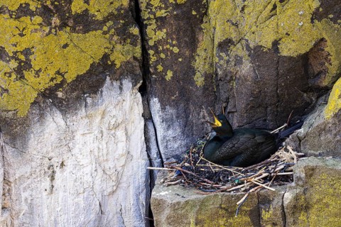 Cormorant (Phalacrocorax aristotelis) sitting on nest in front of lichen-covered rock, Isle of May,