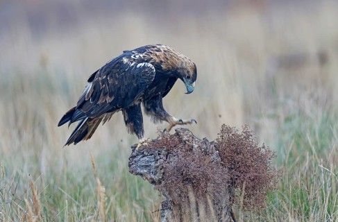 Subadult Spanish imperial eagle (Aquila adalberti), Castilla-La Mancha, Spain, Europe
